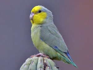 Воробьиный попугай фото